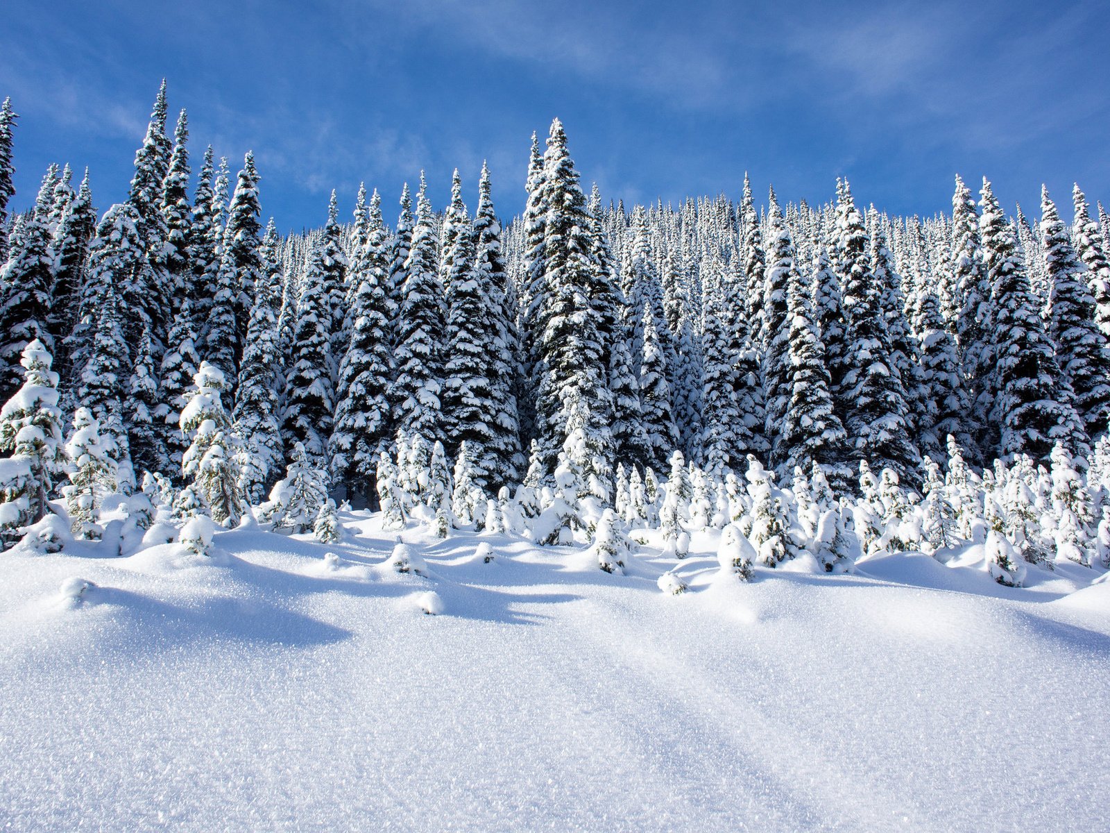 Обои небо, деревья, снег, лес, зима, пейзаж, сугробы, the sky, trees, snow, forest, winter, landscape, the snow разрешение 1920x1276 Загрузить