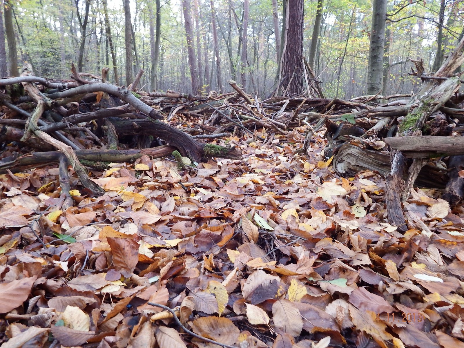 Обои деревья, лес, листья, листва, осень, trees, forest, leaves, foliage, autumn разрешение 4608x3456 Загрузить