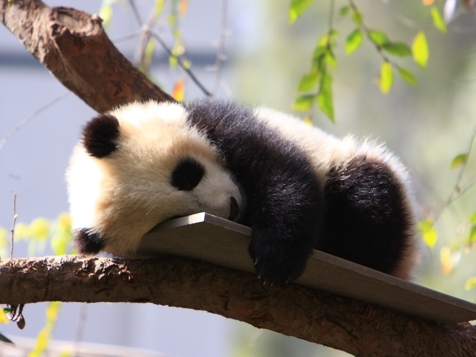 Обои дерево, панда, сон, зоопарк, детеныш, дикие животные, tree, panda, sleep, zoo, cub, wild animals разрешение 3840x2400 Загрузить