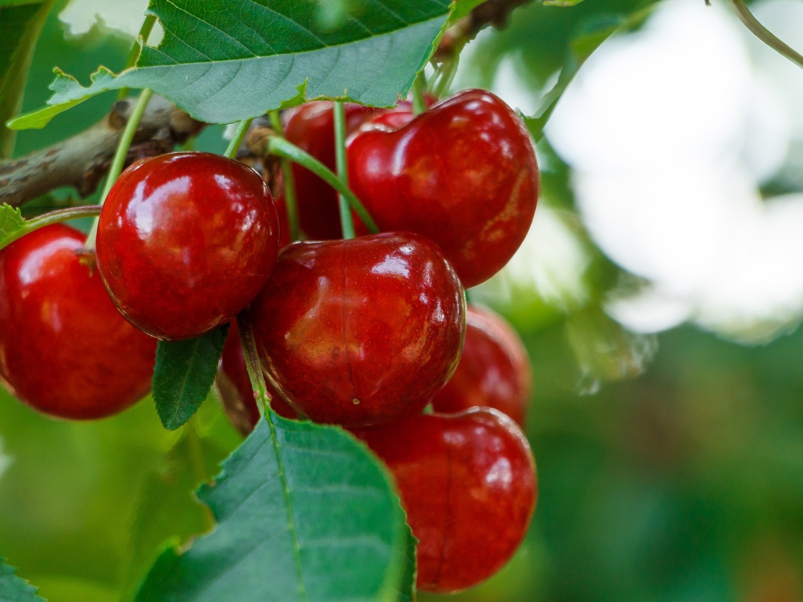 Обои ветка, листья, черешня, ягоды, вишня, branch, leaves, cherry, berries разрешение 2136x1424 Загрузить