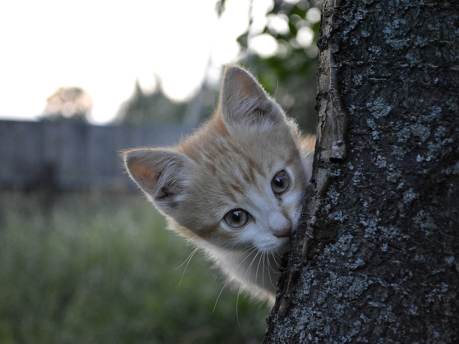 Обои природа, дерево, кот, котик, nature, tree, cat разрешение 2560x1600 Загрузить