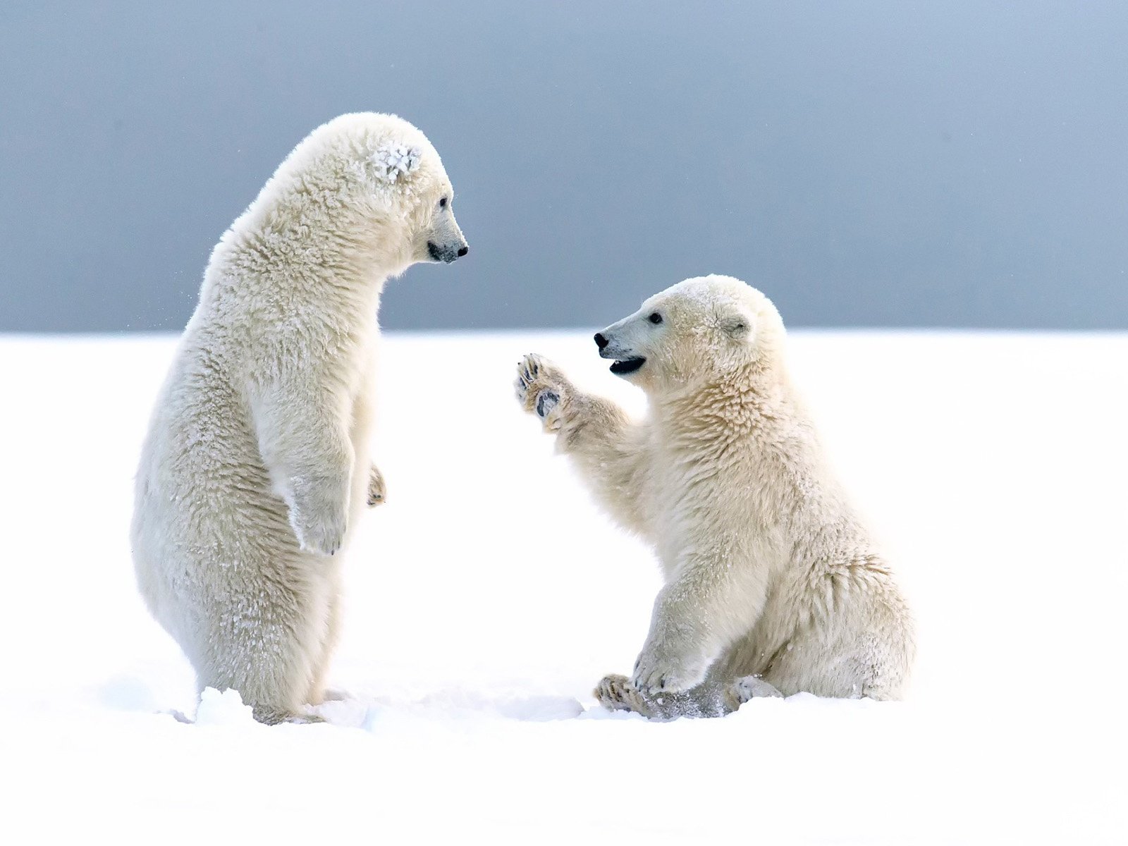 Обои снег, зима, медведи, арктика, белые медведи, snow, winter, bears, arctic, polar bears разрешение 1920x1200 Загрузить