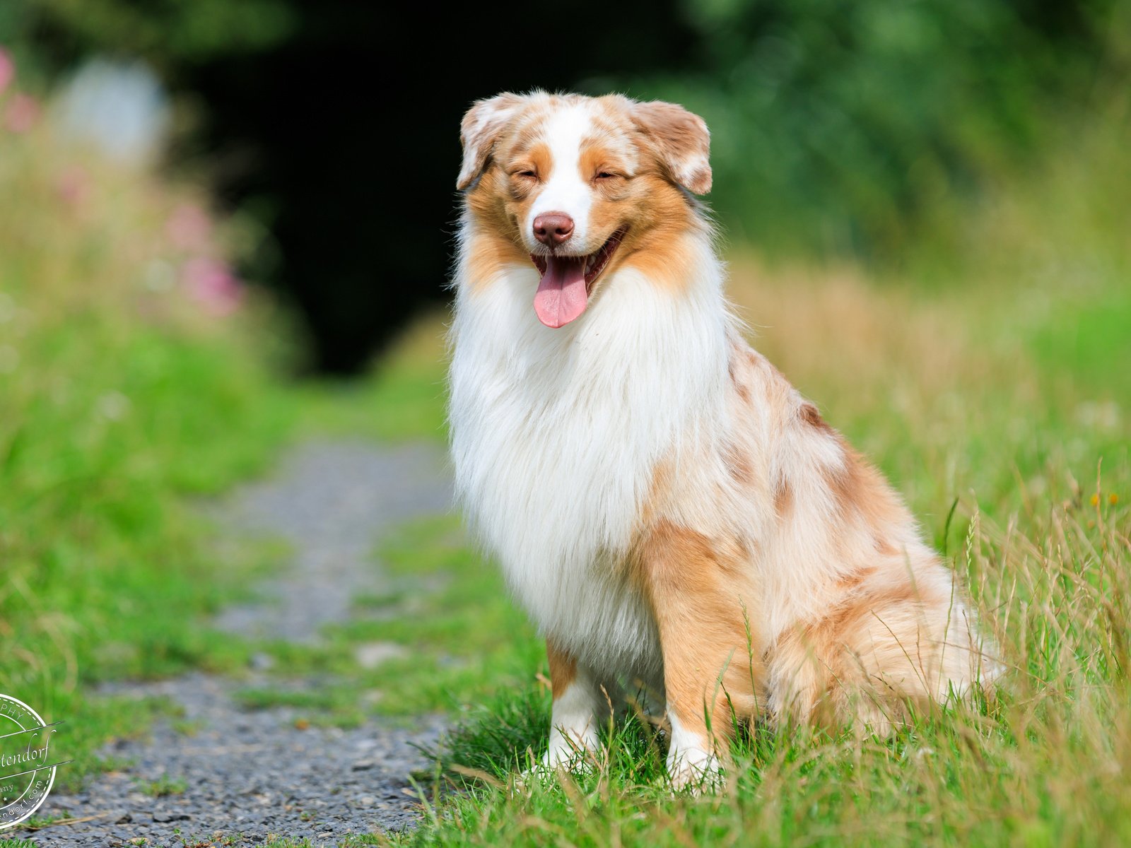 Обои трава, собака, тропинка, язык, австралийская овчарка, аусси, grass, dog, path, language, australian shepherd, aussie разрешение 2880x1800 Загрузить