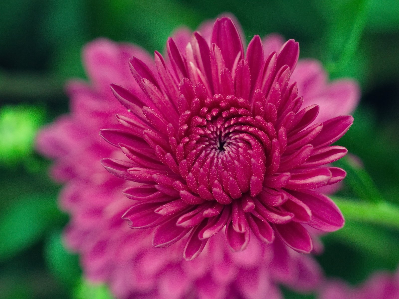 Обои цветение, цветок, лепестки, размытость, хризантема, flowering, flower, petals, blur, chrysanthemum разрешение 2198x1456 Загрузить