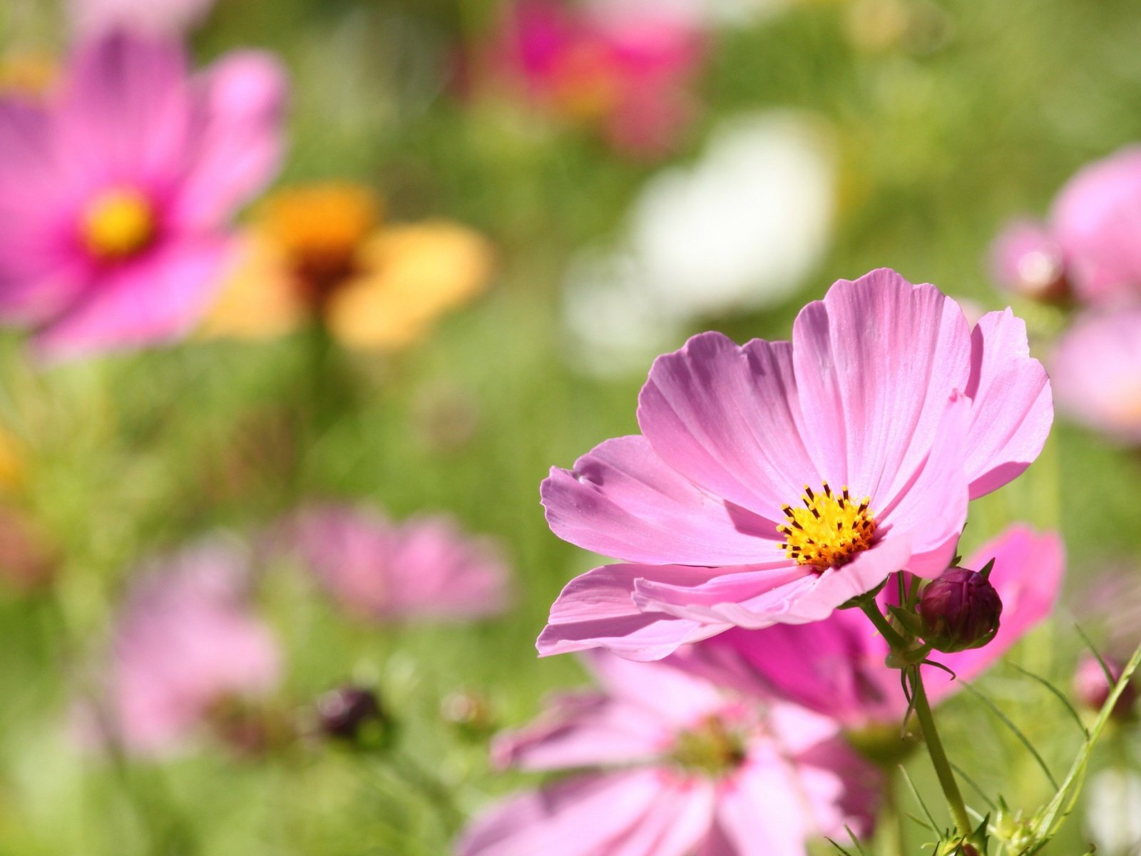 Обои цветы, лепестки, размытость, боке, космея, flowers, petals, blur, bokeh, kosmeya разрешение 2352x1473 Загрузить