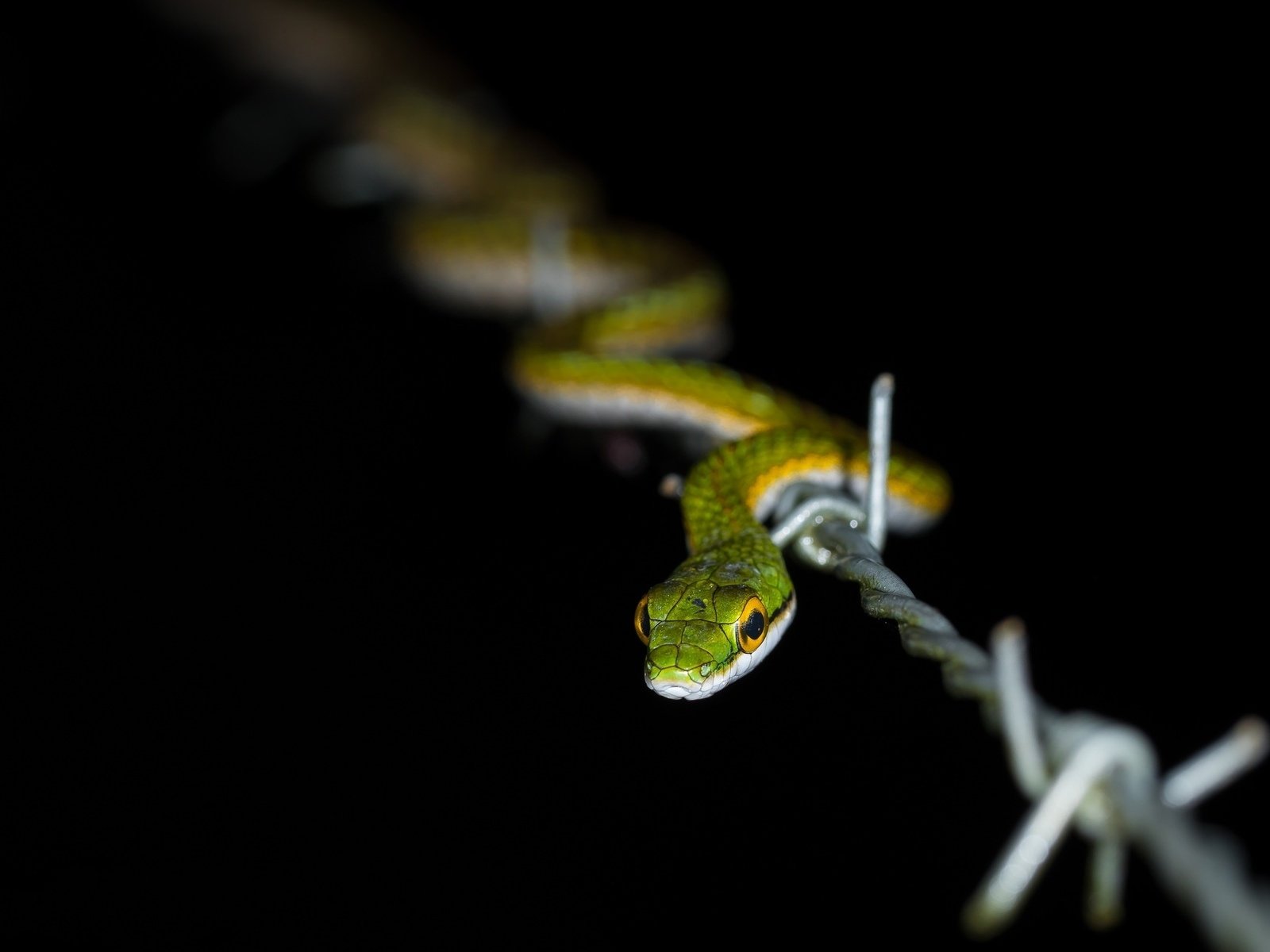 Обои природа, проволока, змея, колючая проволка, nature, wire, snake, barbed wire разрешение 1920x1200 Загрузить