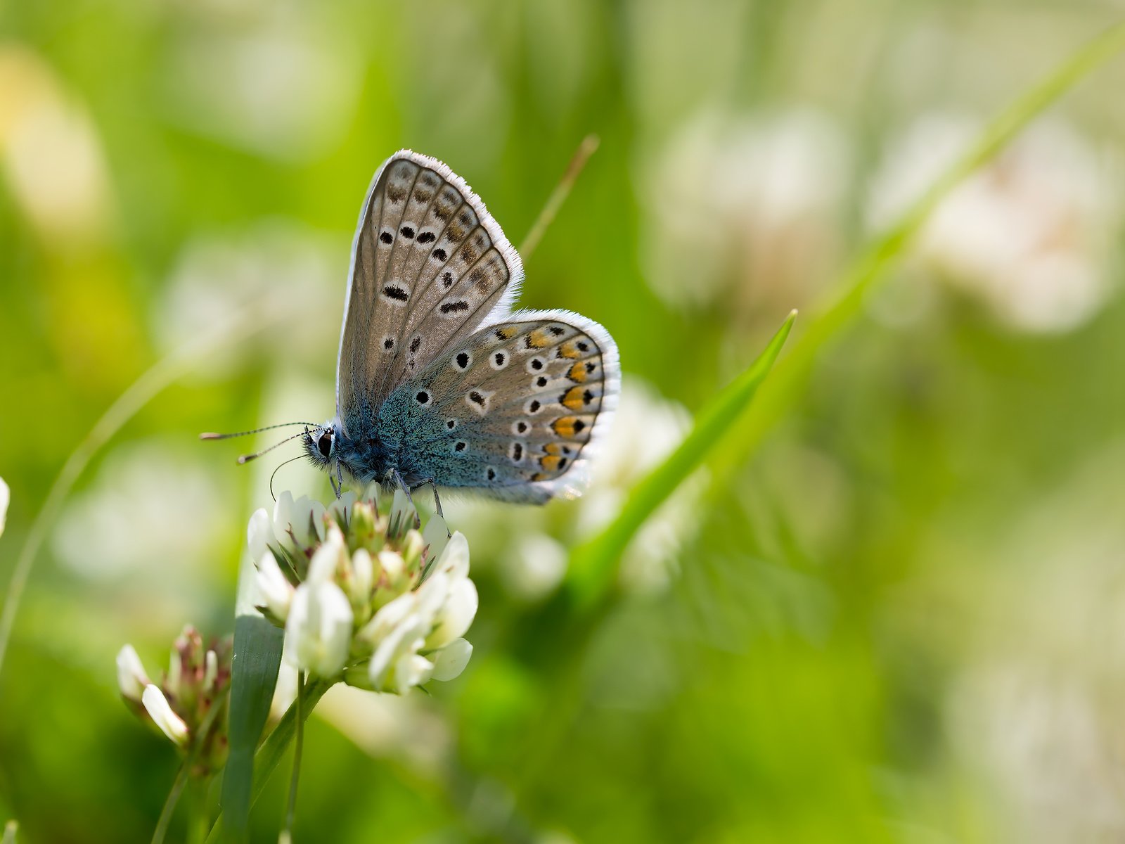 Обои природа, макро, бабочка, насекомые, боке, крупным планом, голубянка, nature, macro, butterfly, insects, bokeh, closeup, blue разрешение 2304x1536 Загрузить