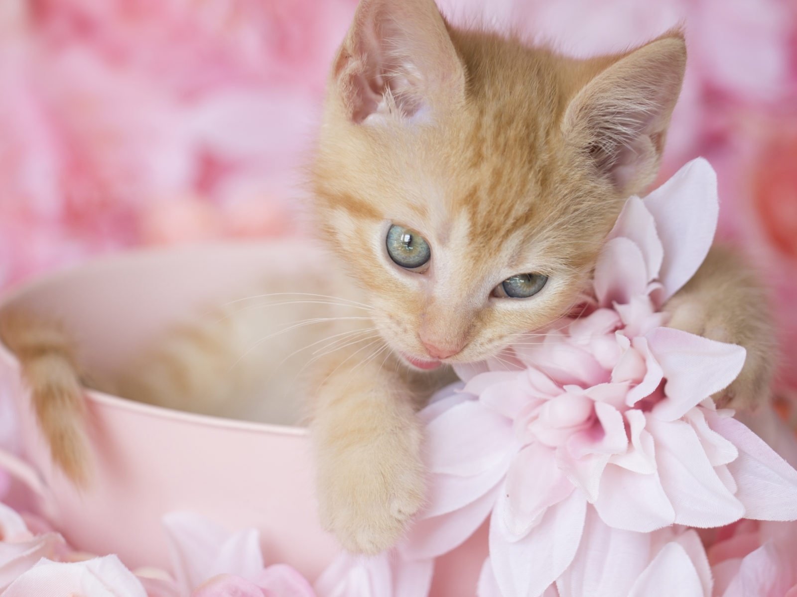 Обои цветы, котенок, рыжий, милый, flowers, kitty, red, cute разрешение 2000x1200 Загрузить