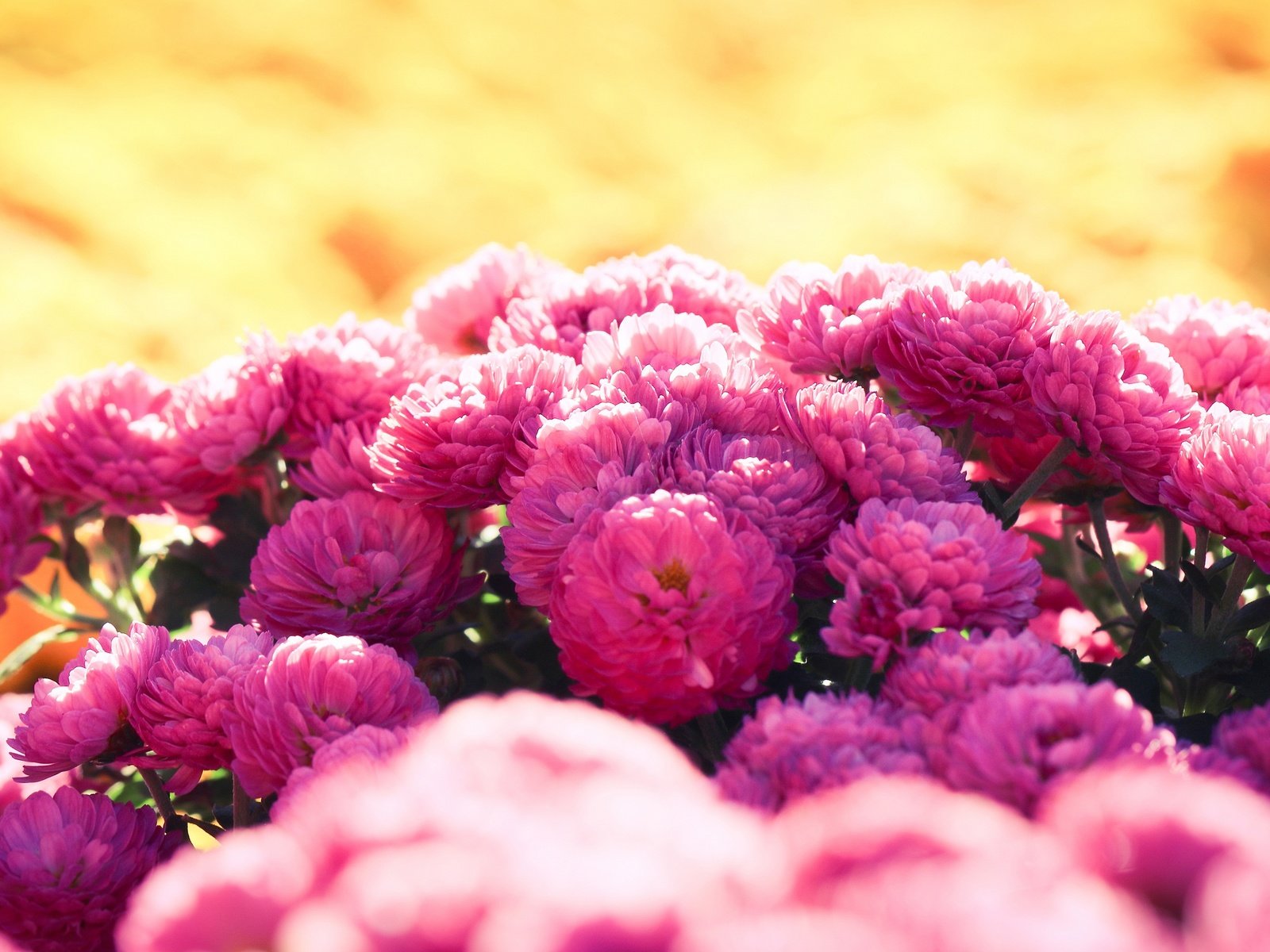 Обои цветы, сад, розовые, куст, хризантемы, клумба, боке, flowers, garden, pink, bush, chrysanthemum, flowerbed, bokeh разрешение 3840x2160 Загрузить