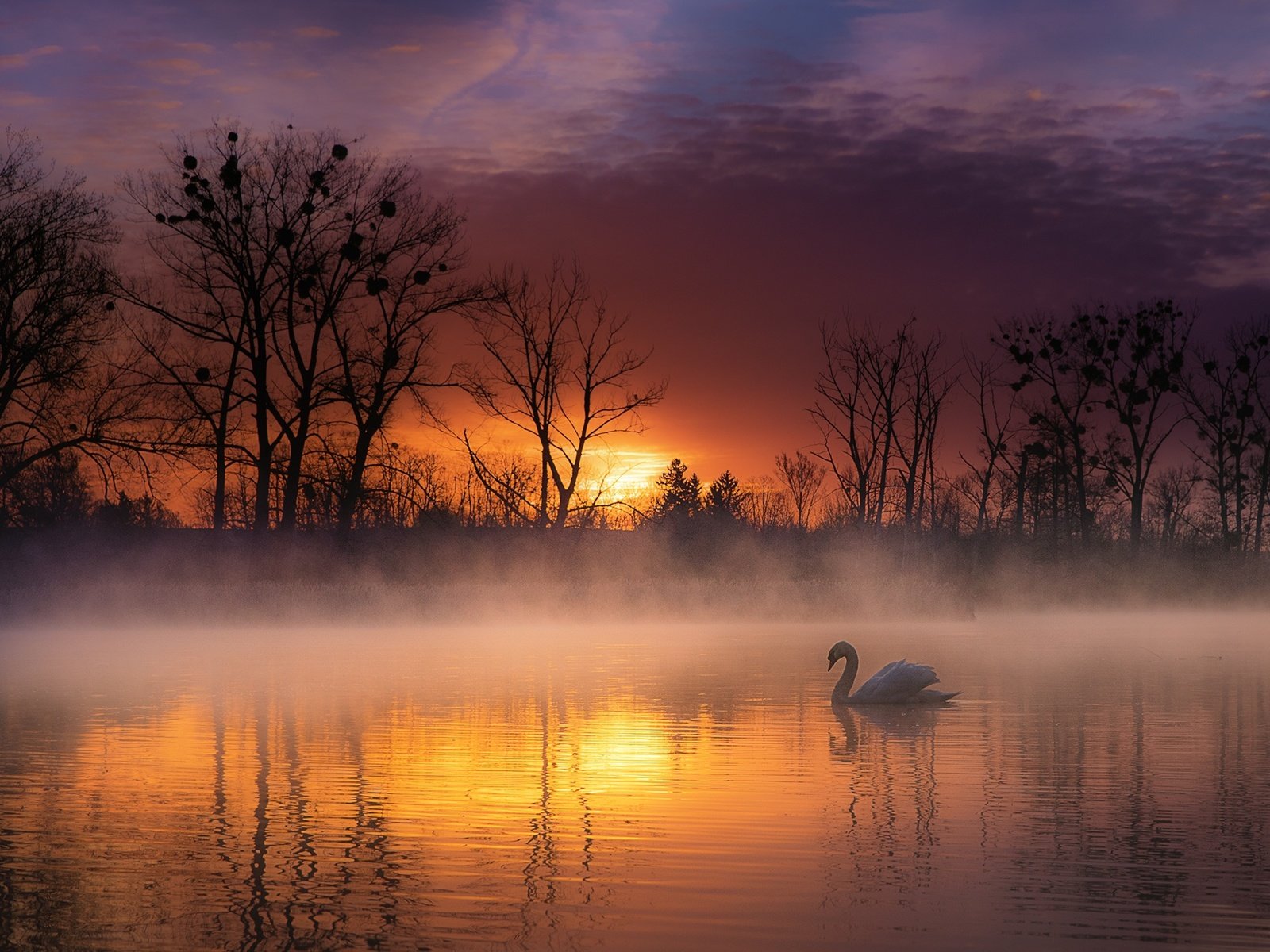 Обои деревья, озеро, природа, закат, пейзаж, туман, птица, лебедь, trees, lake, nature, sunset, landscape, fog, bird, swan разрешение 2200x1383 Загрузить