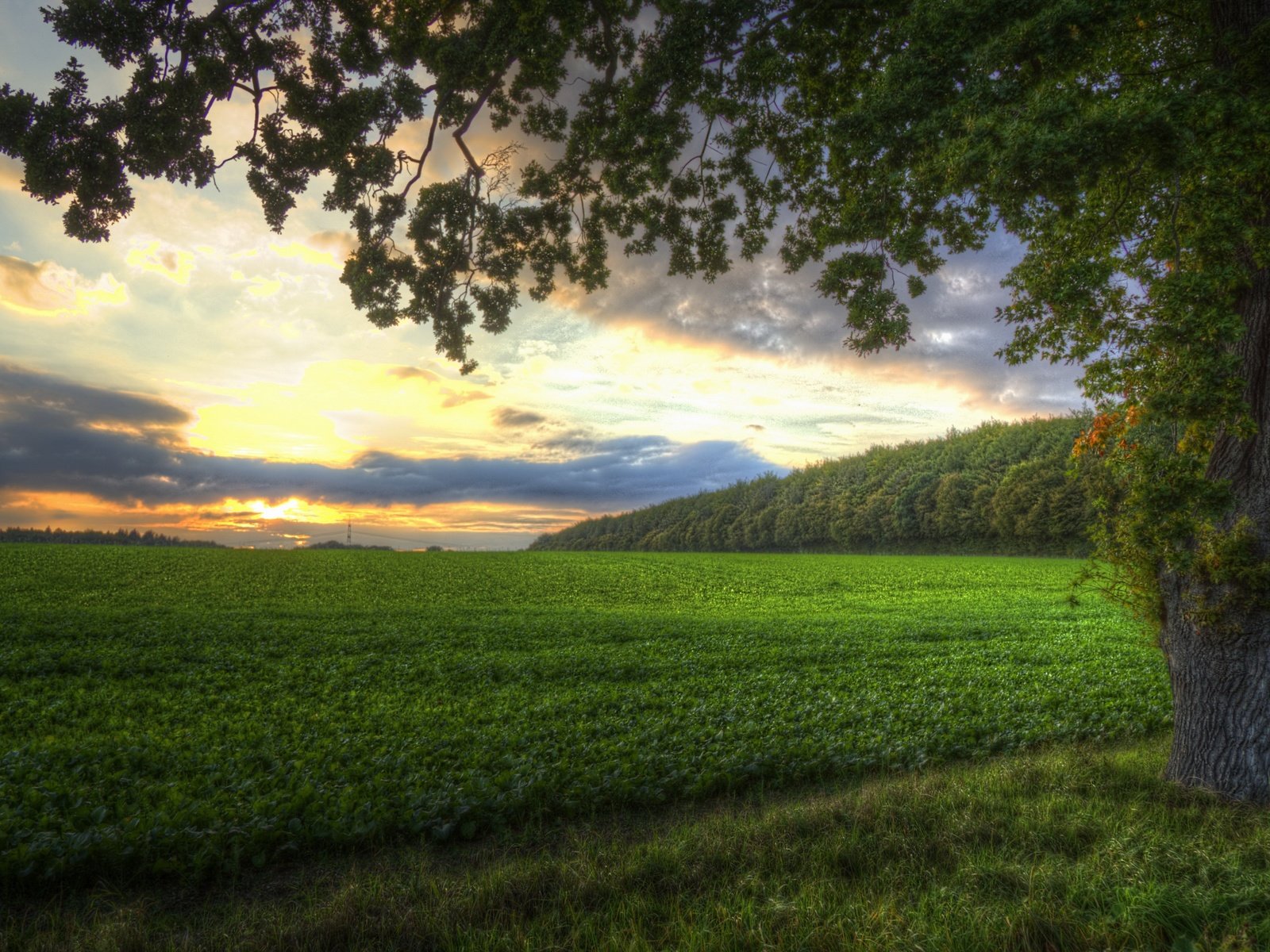 Обои дерево, закат, поле, tree, sunset, field разрешение 3840x2160 Загрузить