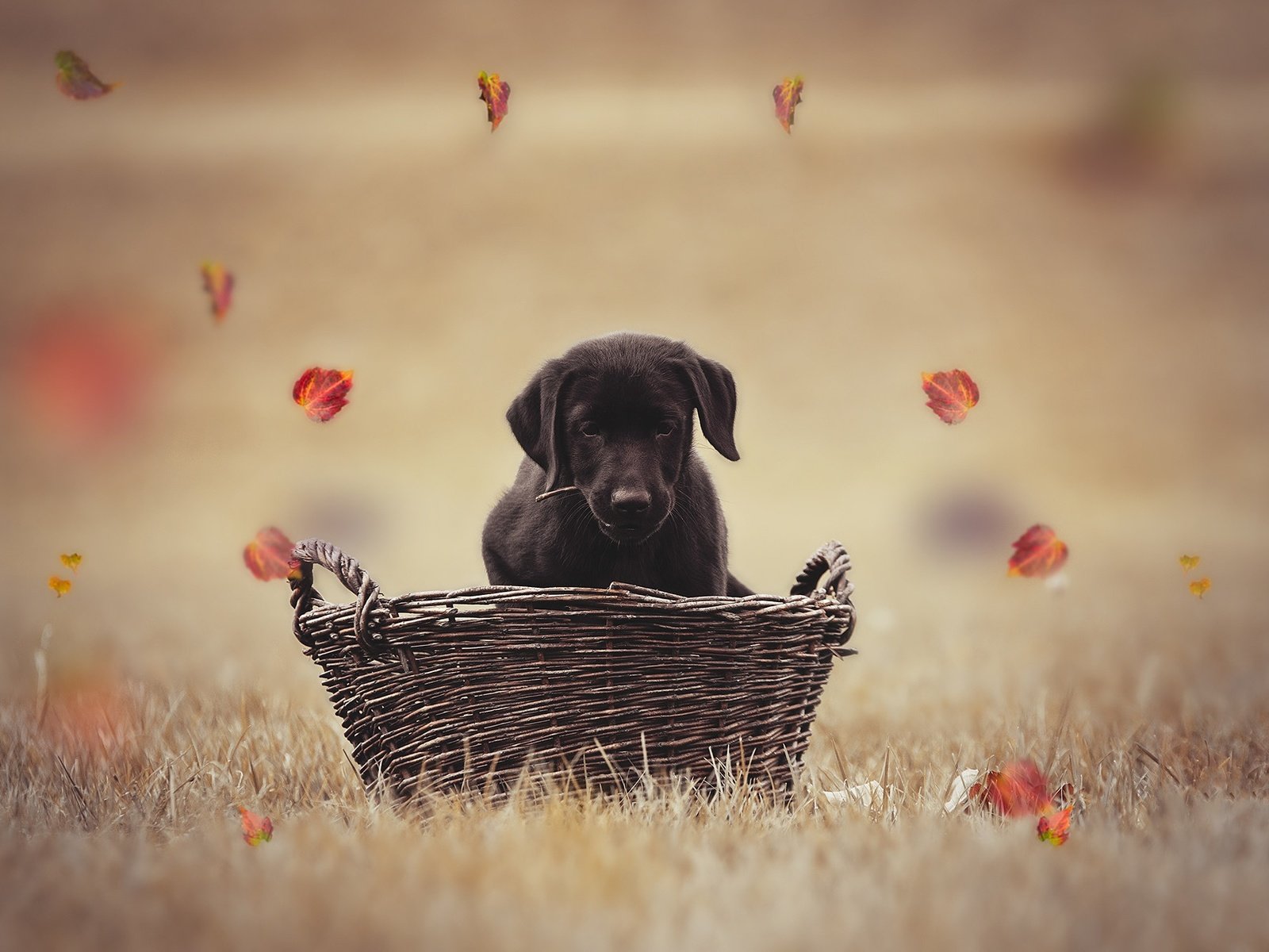 Обои листья, осень, собака, щенок, корзина, лабрадор, боке, leaves, autumn, dog, puppy, basket, labrador, bokeh разрешение 2000x1333 Загрузить