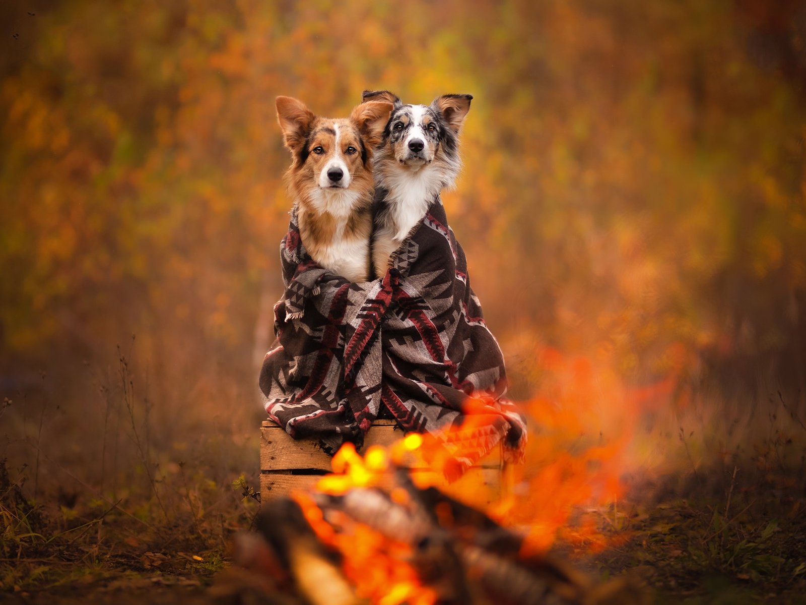 Обои осень, плед, собаки, ящик, боке, autumn, plaid, dogs, box, bokeh разрешение 2048x1365 Загрузить