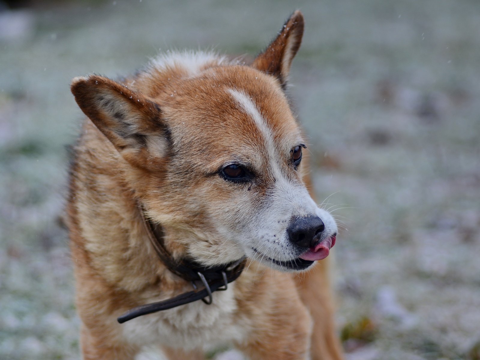 Обои собака, ошейник, язык, dog, collar, language разрешение 5730x3820 Загрузить