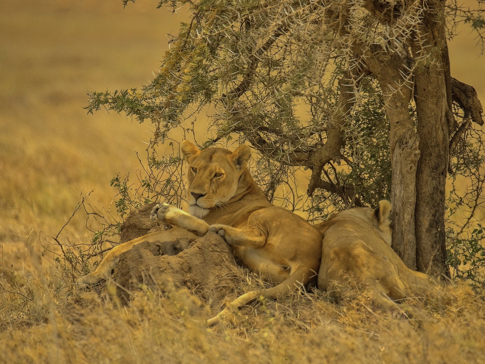 Обои африка, львица, прайд, africa, lioness, pride разрешение 3071x2048 Загрузить