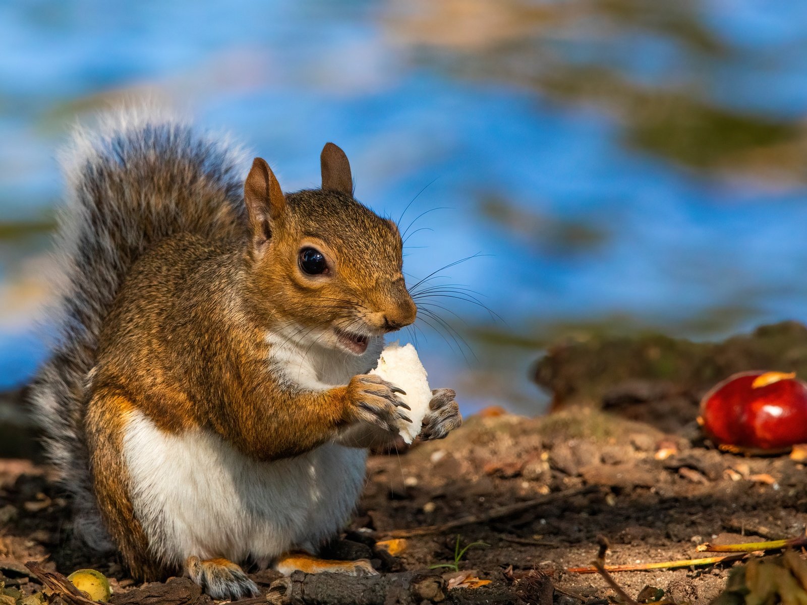 Обои белка, боке, каштан, трапеза, protein, bokeh, chestnut, meal разрешение 5214x3227 Загрузить