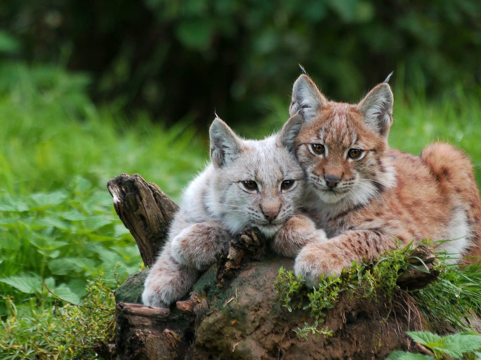 Обои рысь, парочка, рыси, рысята, lynx, a couple, the lynx разрешение 2560x1440 Загрузить