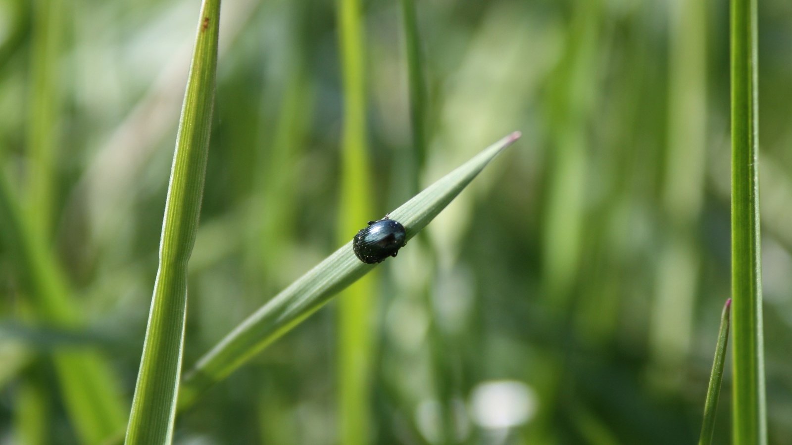 Обои трава, зелень, жук, макро, насекомое, grass, greens, beetle, macro, insect разрешение 2866x1911 Загрузить