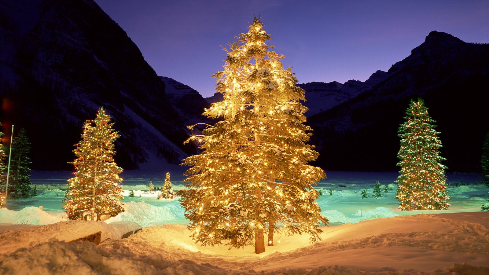 Обои свет, ночь, елка, зима, подсветка, light, night, tree, winter, backlight разрешение 2000x1333 Загрузить