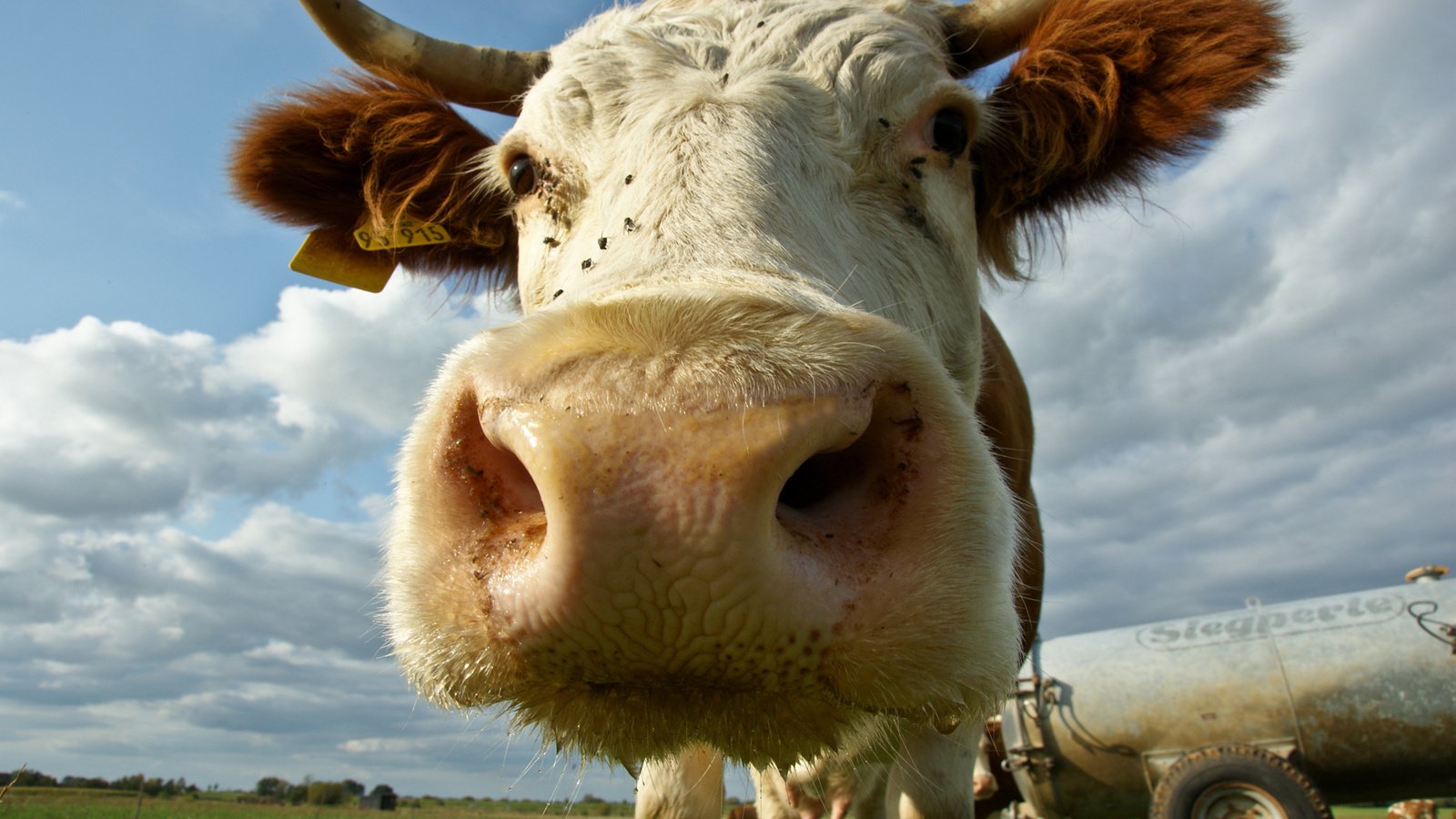 Обои морда, рога, корова, face, horns, cow разрешение 1920x1200 Загрузить