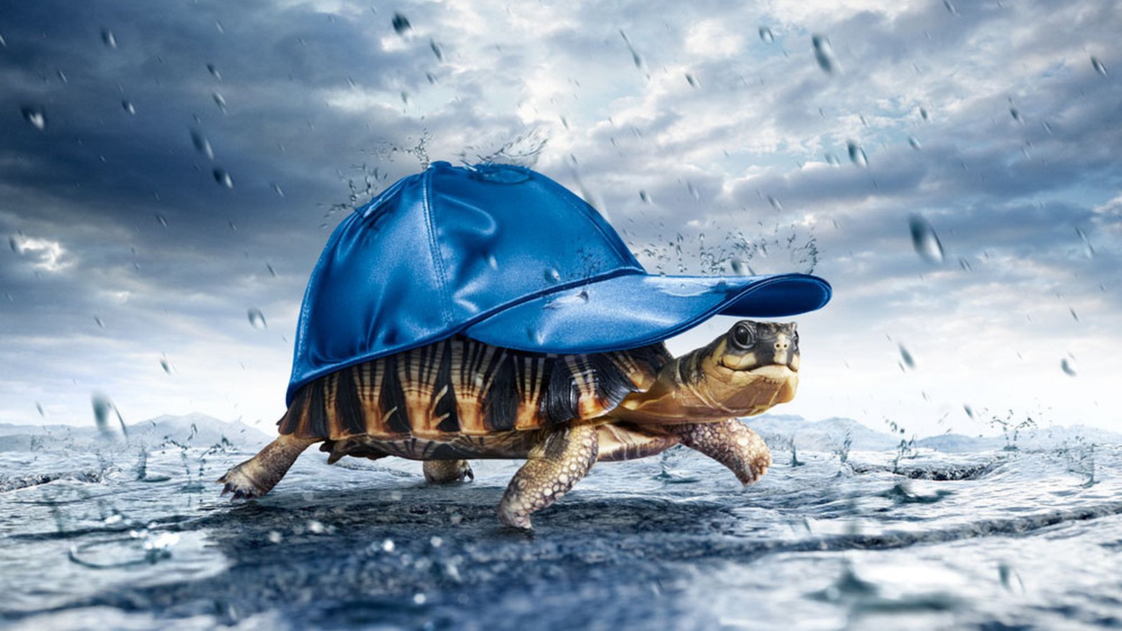 Обои черепаха, креатив, кепка, turtle, creative, cap разрешение 1920x1200 Загрузить