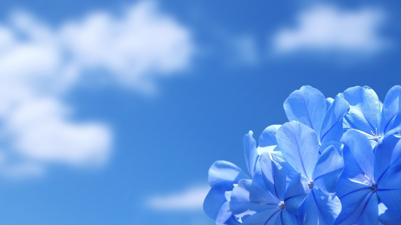 Обои небо, облака, природа, обои, цветок, красота, the sky, clouds, nature, wallpaper, flower, beauty разрешение 1920x1200 Загрузить