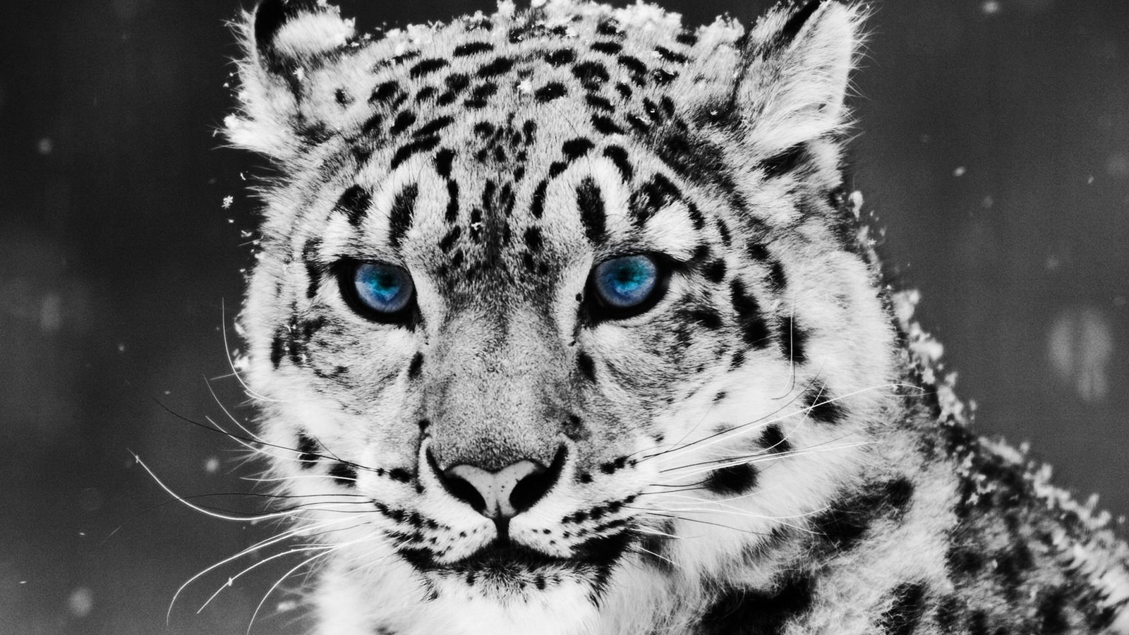 Обои снег, снежный барс, ирбис, snow, snow leopard, irbis разрешение 2560x1600 Загрузить