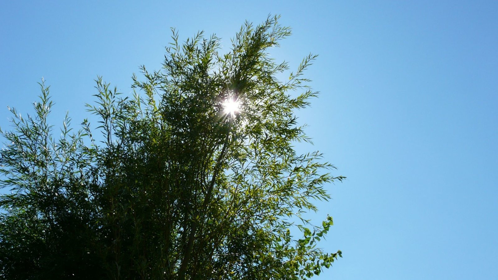 Обои небо, свет, солнце, дерево, ветки, луч, вершина, the sky, light, the sun, tree, branches, ray, top разрешение 1920x1082 Загрузить