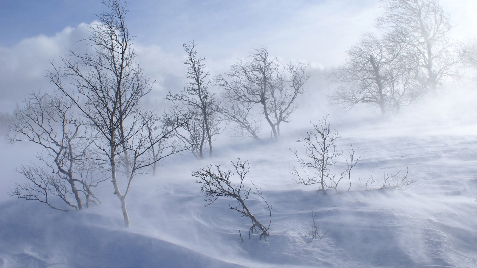 Обои деревья, снег, обои, лес, зима, холод, холм, вьюга, trees, snow, wallpaper, forest, winter, cold, hill, blizzard разрешение 1920x1200 Загрузить