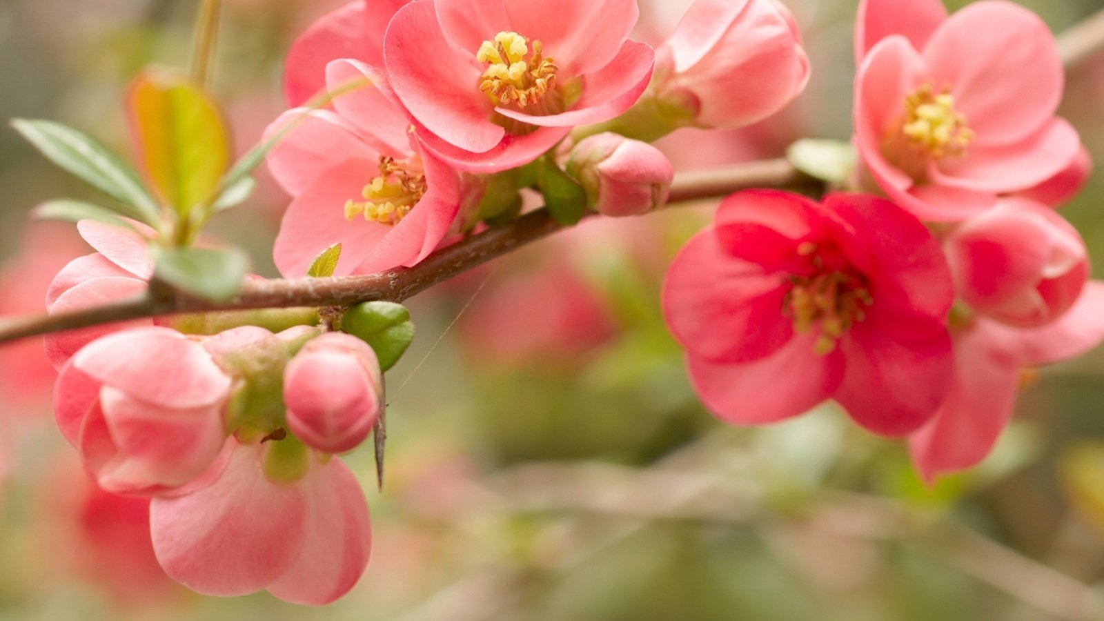 Обои цветы, ветка, цветение, весна, розовые, flowers, branch, flowering, spring, pink разрешение 1920x1200 Загрузить