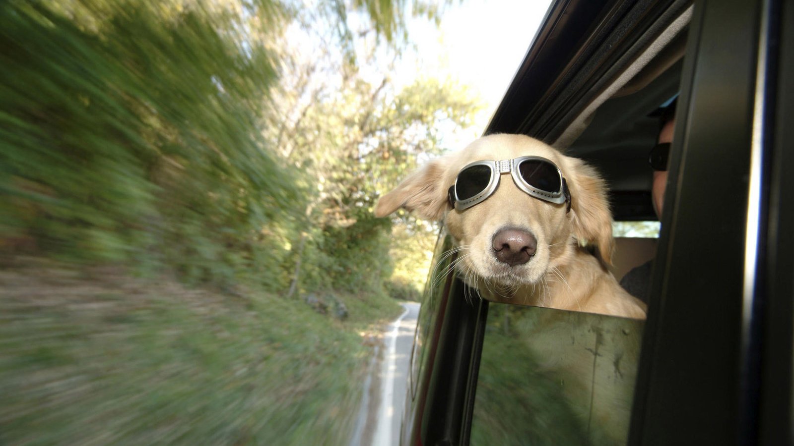 Обои очки, собака, скорость, автомобиль, glasses, dog, speed, car разрешение 1920x1200 Загрузить