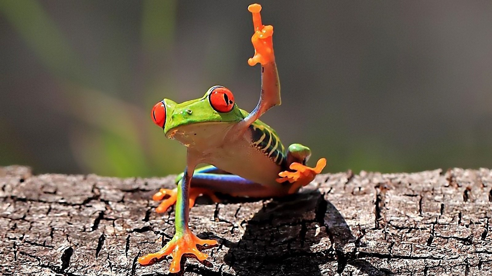 Обои лягушка, голосует, земноводные, древесная лягушка, квакша, красноглазая квакша, red-eyed treefrog, frog, vote, amphibians, tree frog, treefrog, red-eyed tree frog разрешение 1920x1200 Загрузить