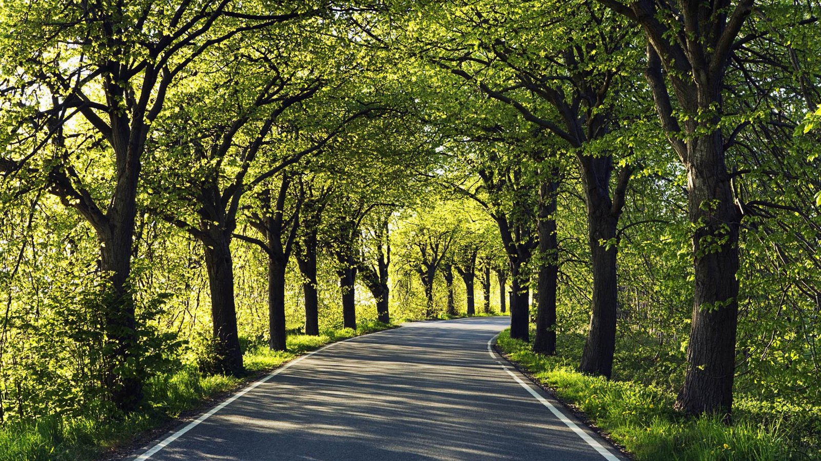 Обои дорога, деревья, асфальт, road, trees, asphalt разрешение 1920x1200 Загрузить