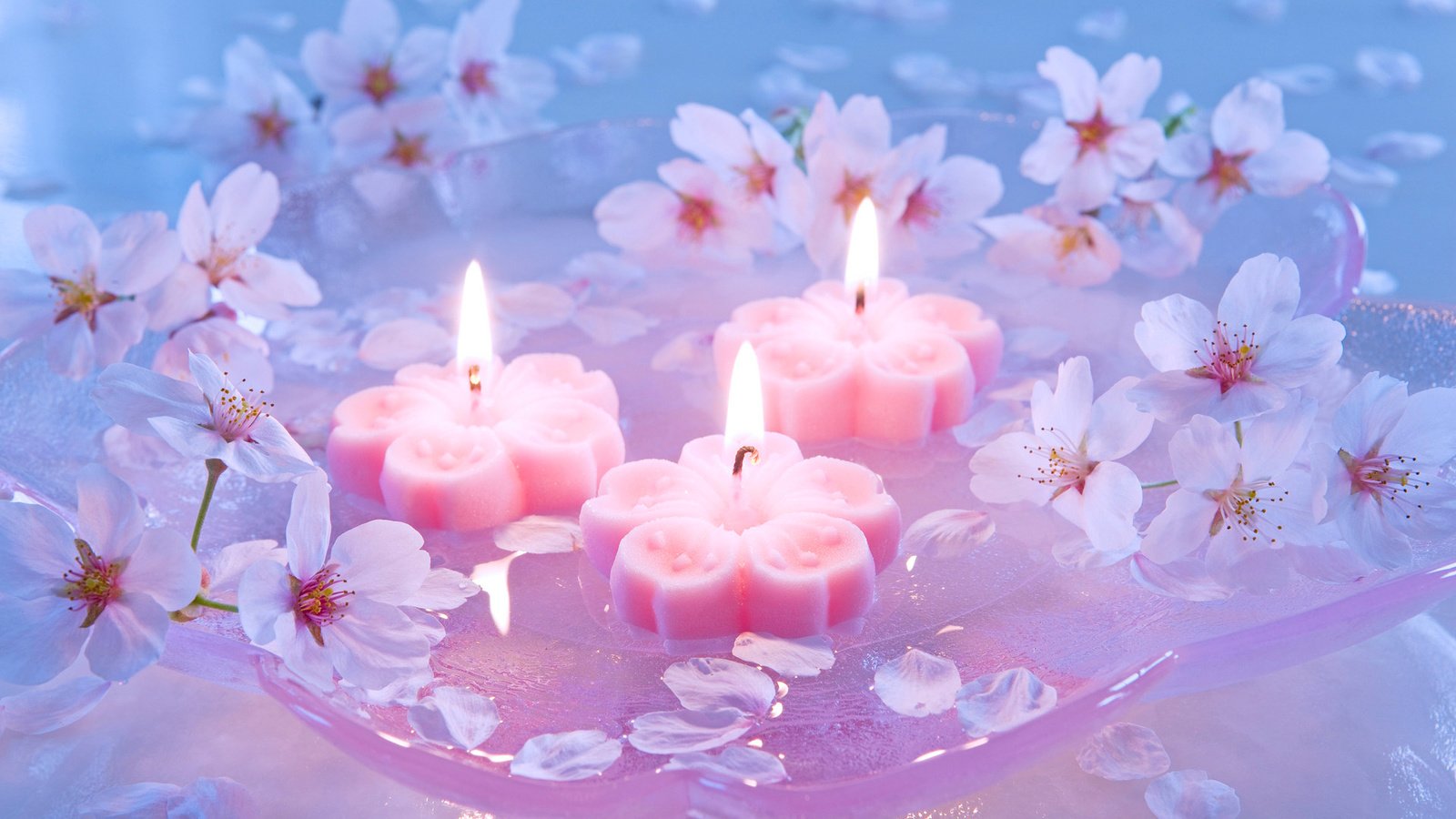 Обои свечи, сакура, японская вишня, candles, sakura, japanese cherry разрешение 1920x1200 Загрузить
