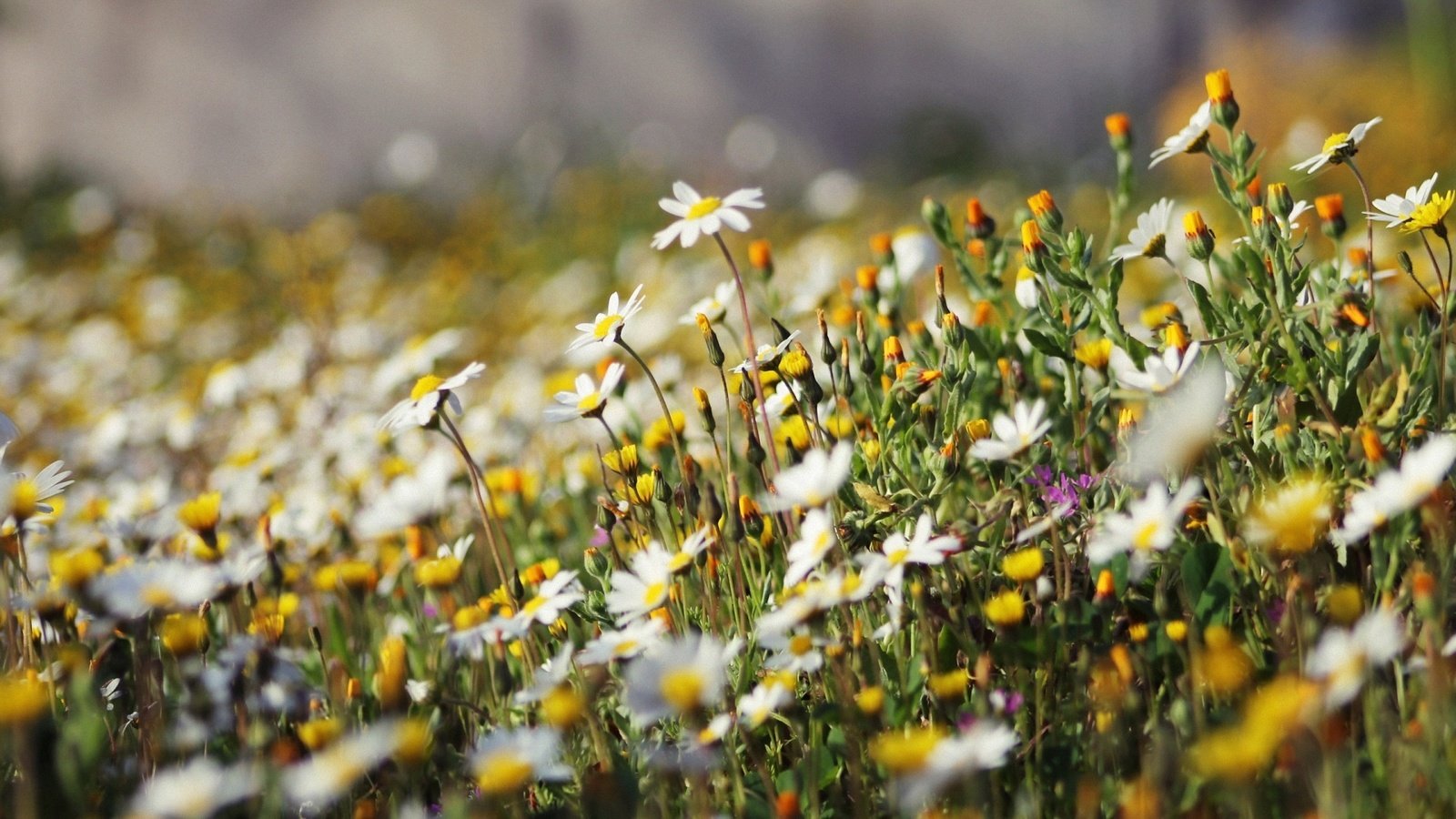 Обои ромашки, полевые цветы, chamomile, wildflowers разрешение 1920x1080 Загрузить