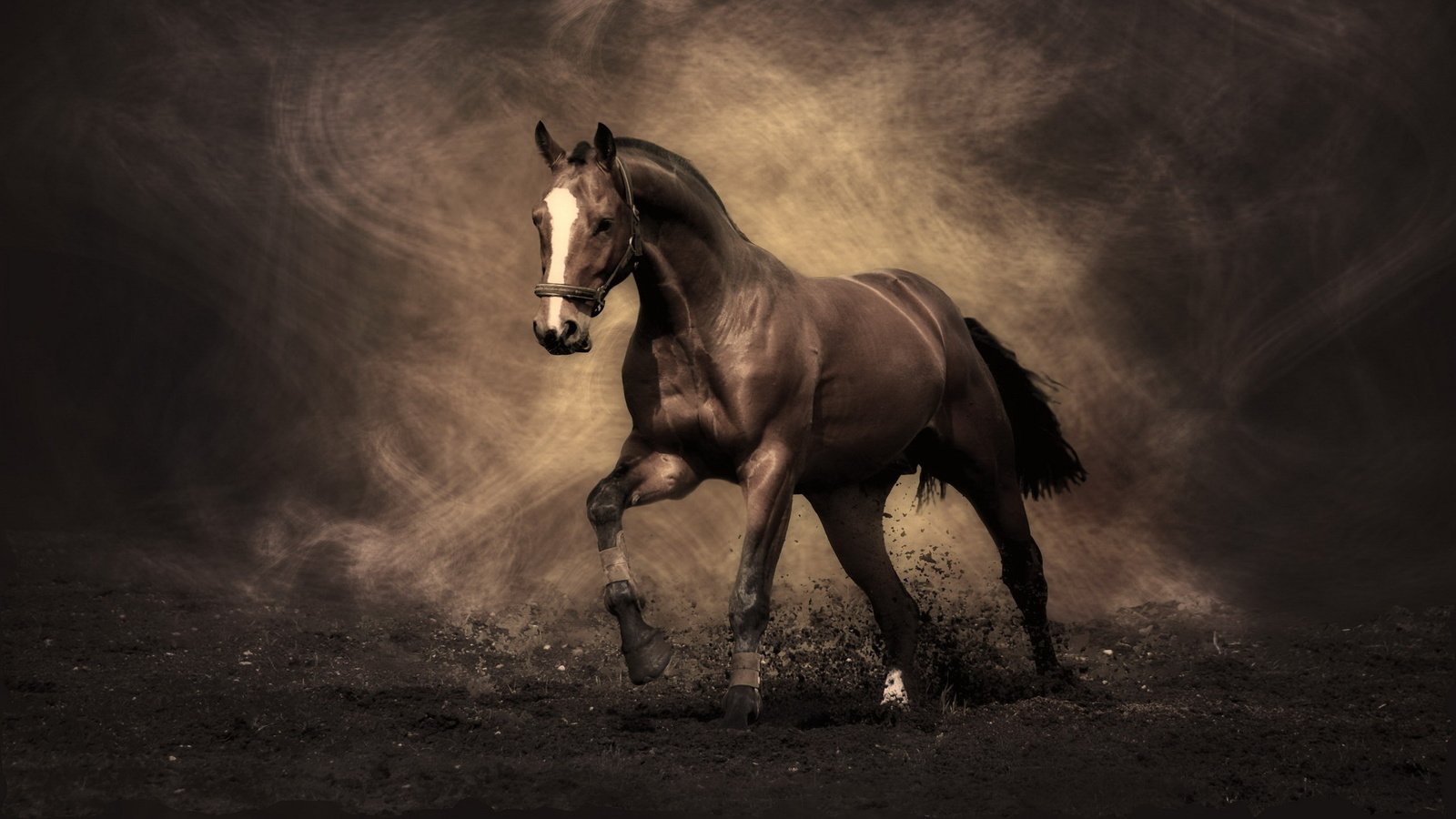 Обои лошадь, конь, жеребец, мустанг, horse, stallion, mustang разрешение 2560x1440 Загрузить