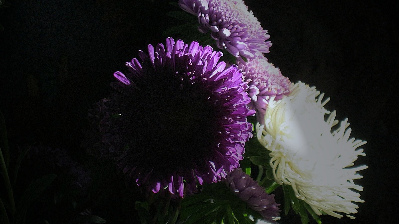 Обои cvety, svet, astry, десять, ten разрешение 1920x1440 Загрузить