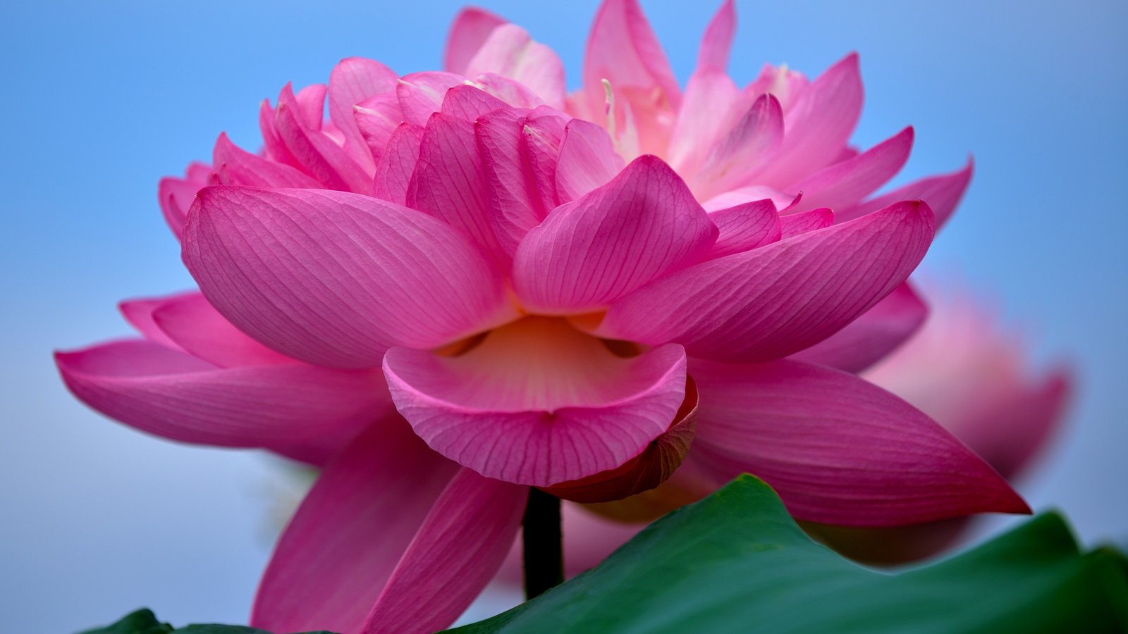 Обои макро, цветок, лотос, розовый лотос, macro, flower, lotus, pink lotus разрешение 2880x1800 Загрузить