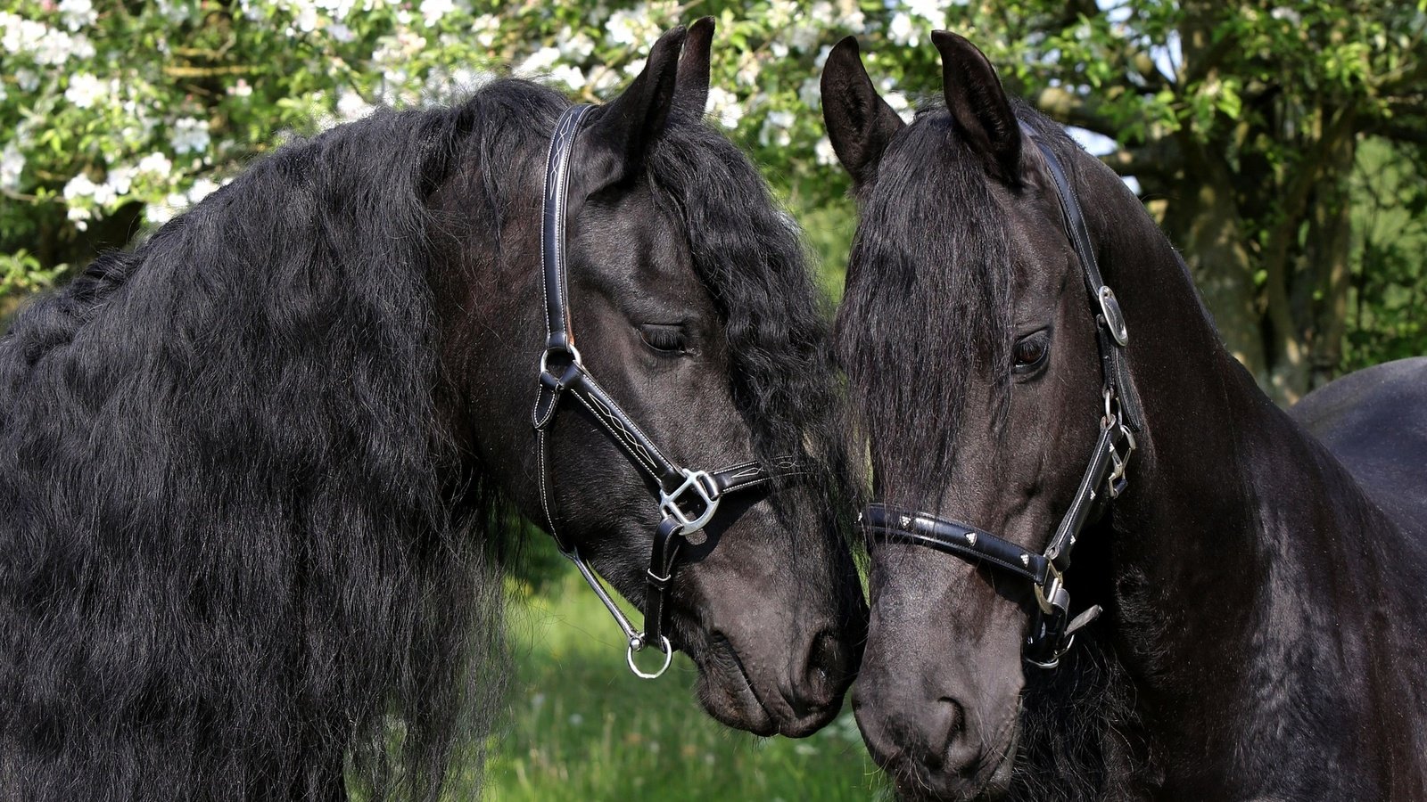 Обои лошади, грива, чёрные, яблони, пара коней вороных, horse, mane, black, apple, a pair of horses black horses разрешение 2048x1363 Загрузить