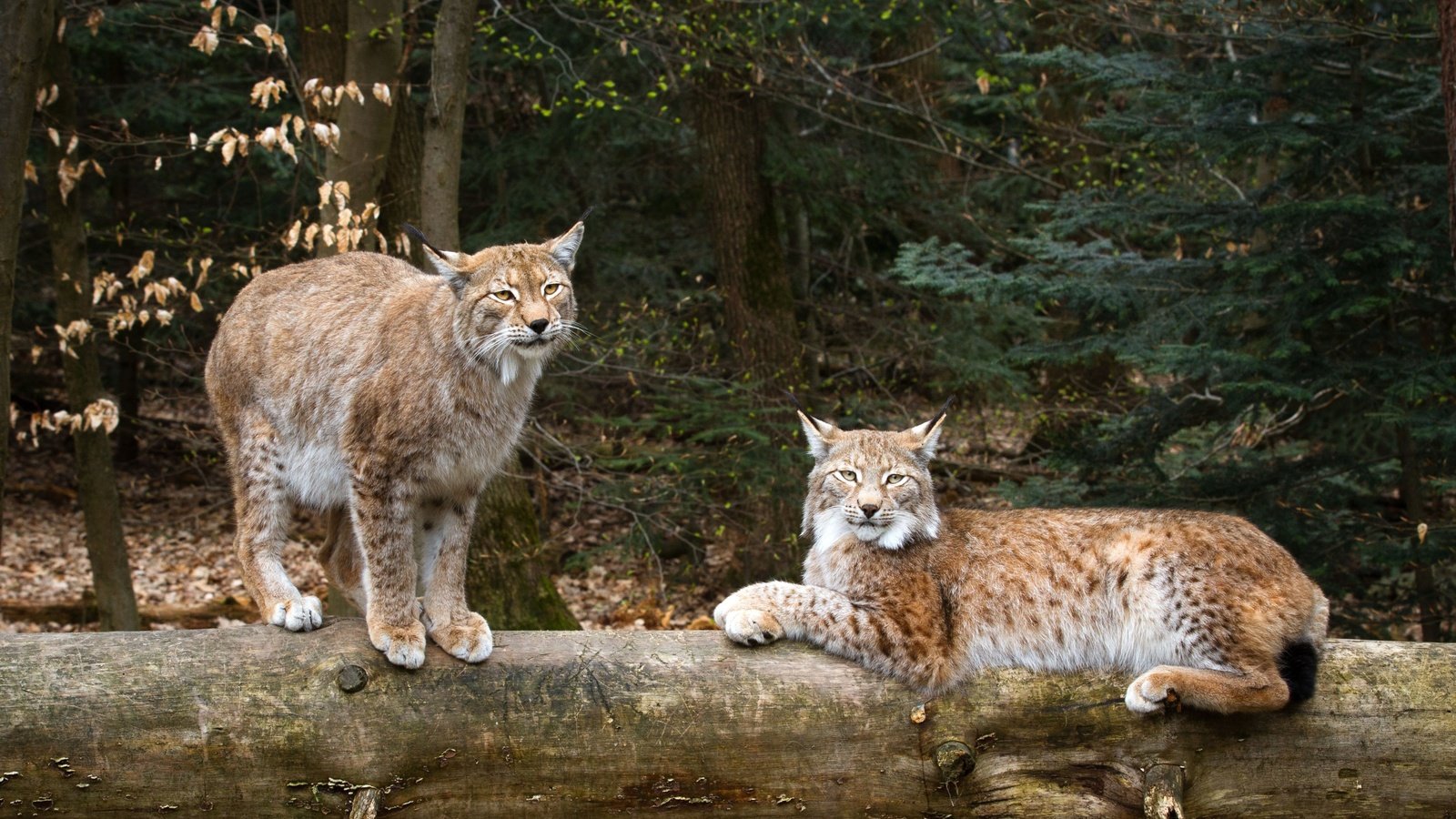Обои природа, рысь, дикие кошки, рыси, nature, lynx, wild cats разрешение 3300x2200 Загрузить