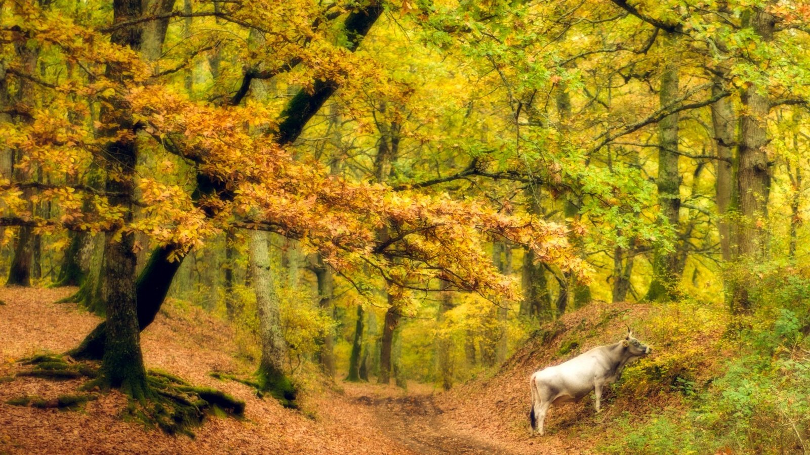 Обои деревья, лес, листья, стволы, осень, корова, trees, forest, leaves, trunks, autumn, cow разрешение 1920x1280 Загрузить