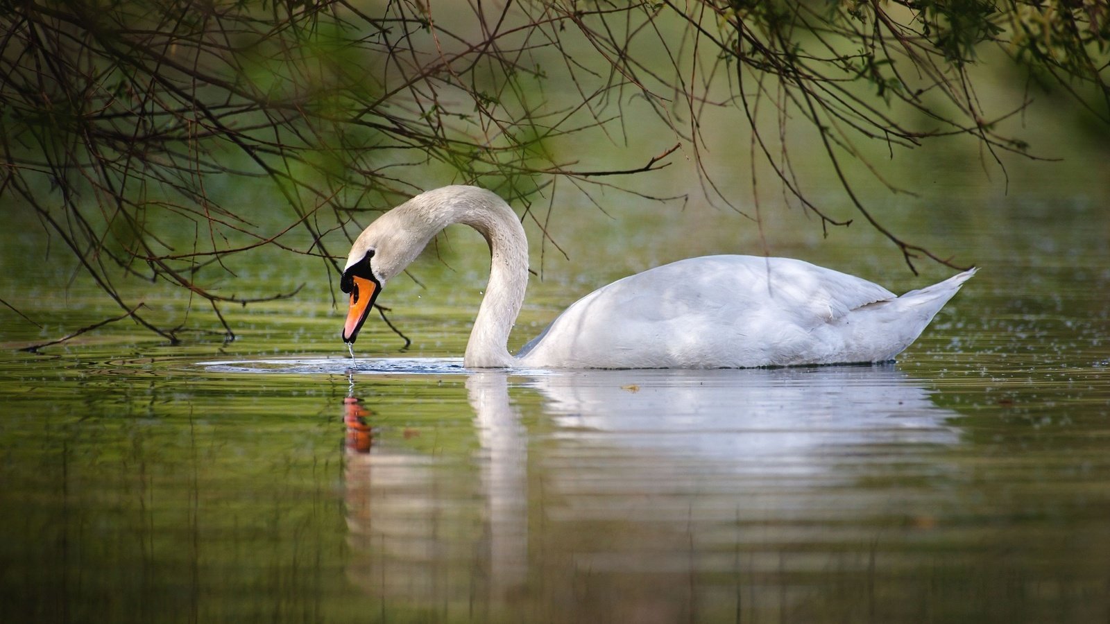 Обои вода, озеро, белый, птицы, лебедь, грация, шипун, water, lake, white, birds, swan, grace, mute разрешение 2048x1365 Загрузить