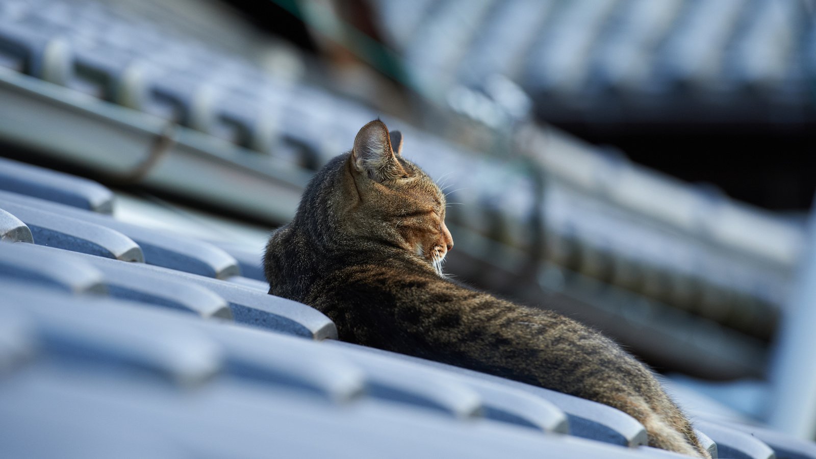 Обои кот, кошка, лежит, крыша, черепица, cat, lies, roof, tile разрешение 1920x1200 Загрузить