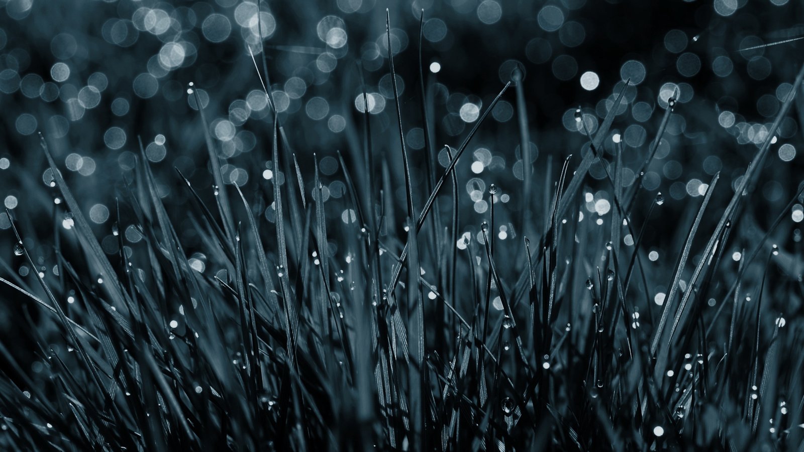 Обои природа, дождь падает на траву, nature, the rain falls on the grass разрешение 1920x1080 Загрузить