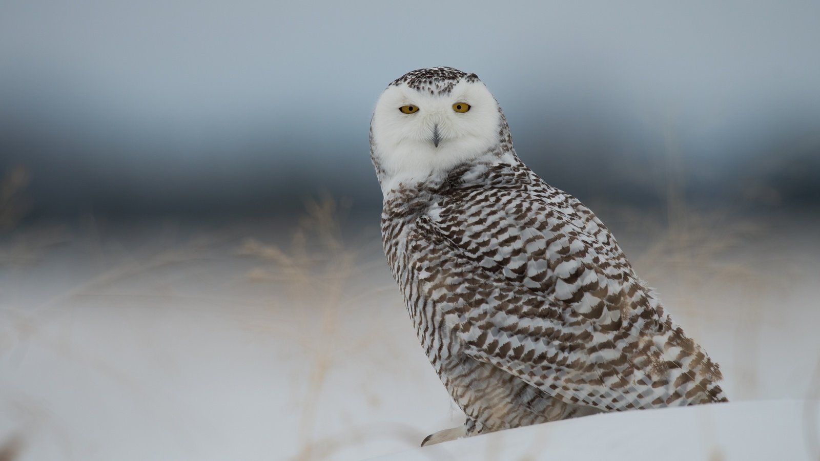 Обои сова, снег, птица, полярная сова, белая сова, owl, snow, bird, snowy owl, white owl разрешение 2560x1600 Загрузить