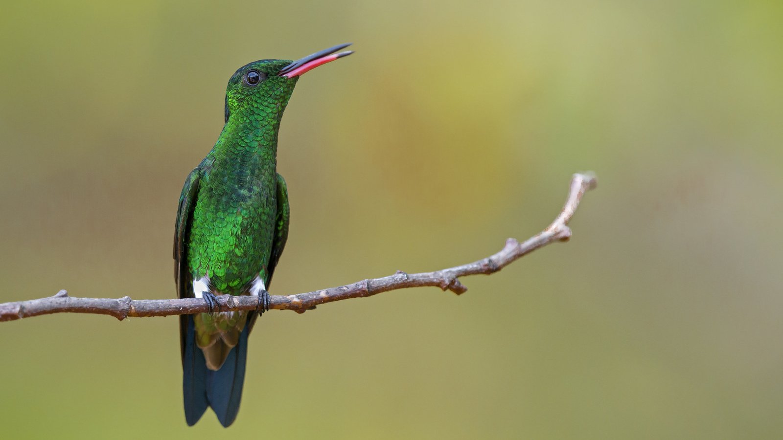 Обои птица, клюв, перья, колибри, амазилия, изумрудный колибри, bird, beak, feathers, hummingbird, amazilia разрешение 1920x1200 Загрузить