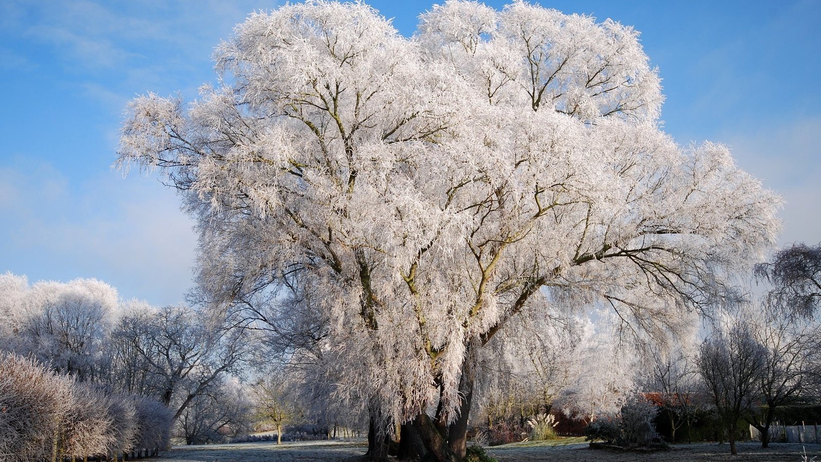 Обои снег, природа, дерево, зима, на природе, snow, nature, tree, winter разрешение 2560x1600 Загрузить