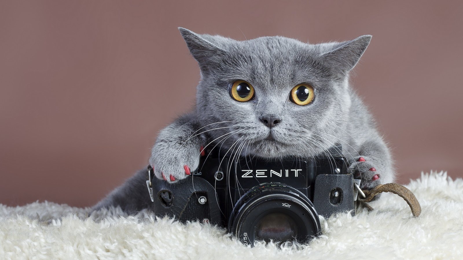 Обои кошка, взгляд, фотоаппарат, зенит, когти, cat, look, the camera, zenit, claws разрешение 2560x1600 Загрузить