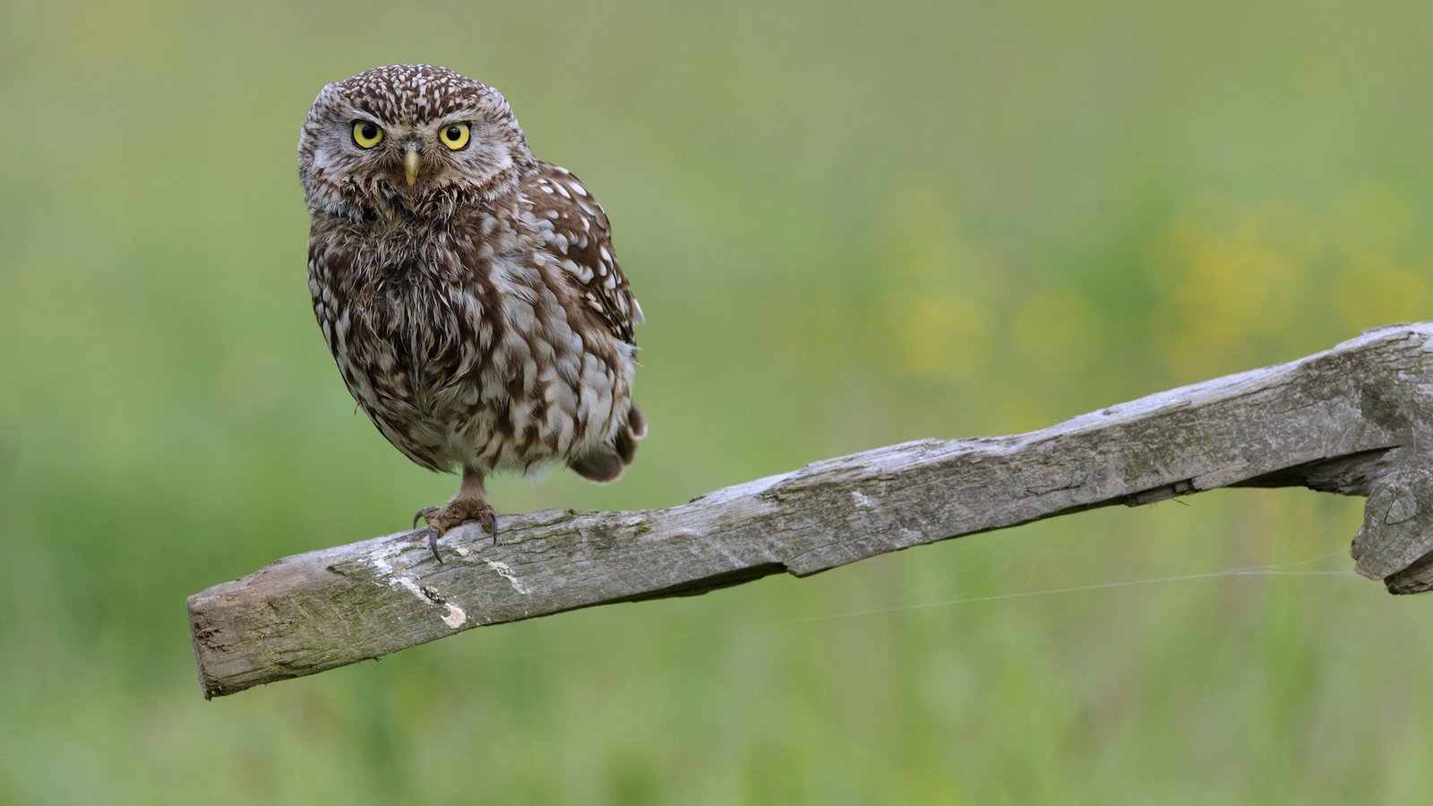 Обои сова, зелень, птица, палка, сыч, owl, greens, bird, stick разрешение 1920x1200 Загрузить