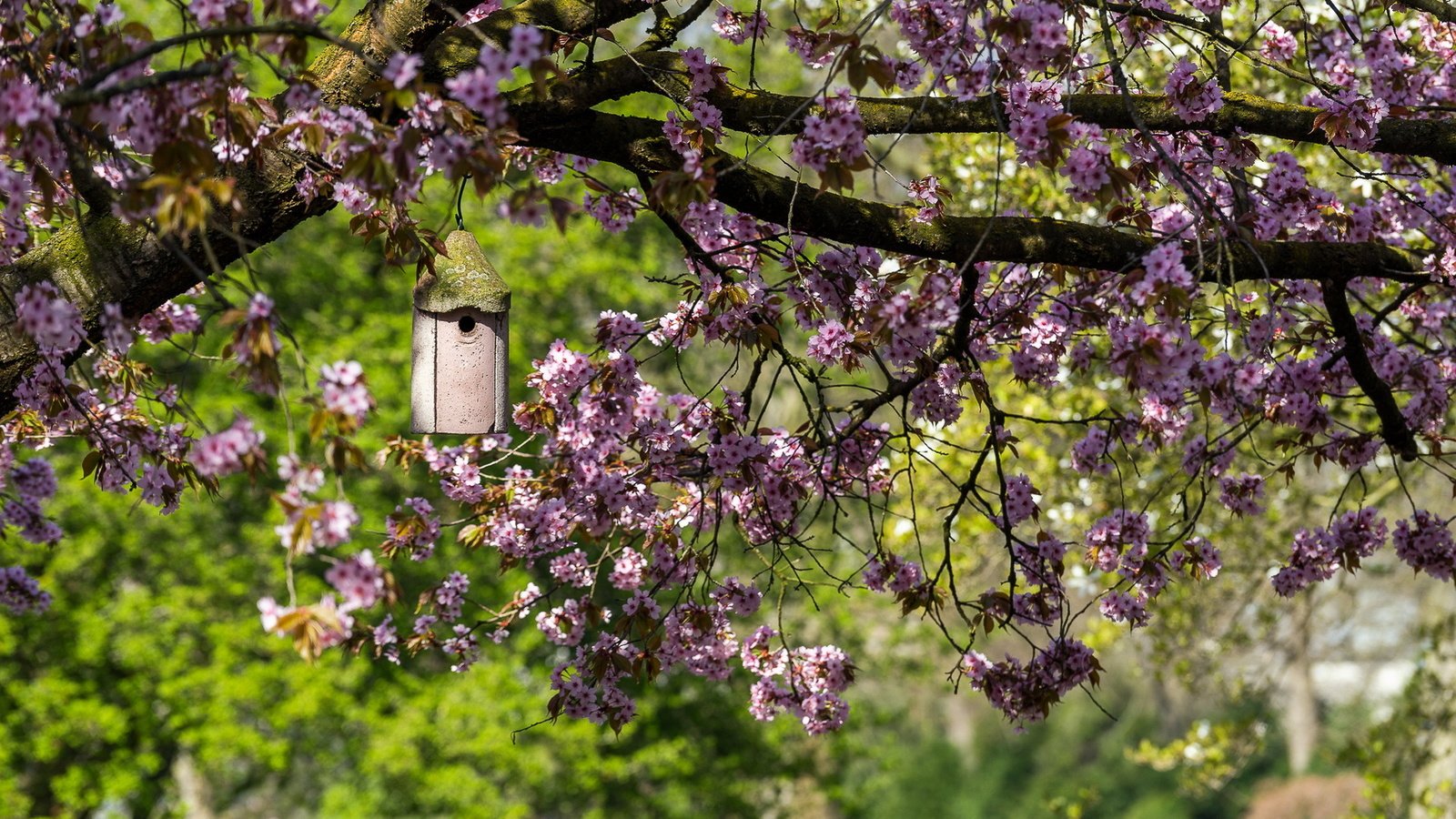 Обои дерево, цветение, ветки, весна, домик, сакура, кормушка, tree, flowering, branches, spring, house, sakura, feeder разрешение 1920x1080 Загрузить